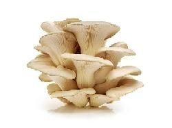 Oyster Mushroom