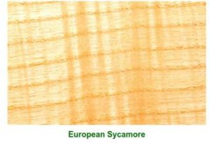 Ivory European Sycamore Wood