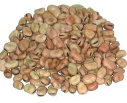 horse beans