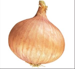Onion Seeds InnoVeg 21