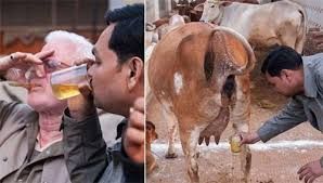 Gir Cow Urine