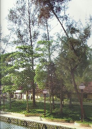 Mild Steel Garden Light Pole