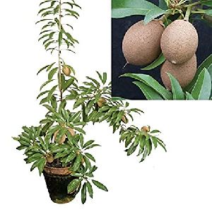 chiku plant