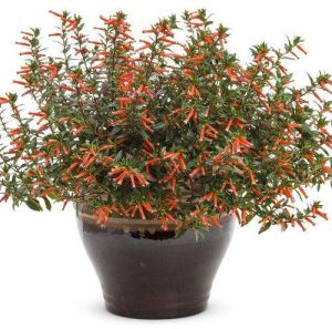 Firecracker Plant