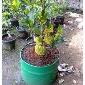 Jackfruit Plant