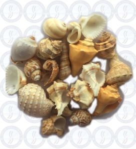 Medium Mix Shine Sea Shell