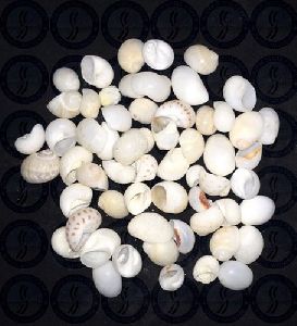 Small Sakkuli Shine Seashell