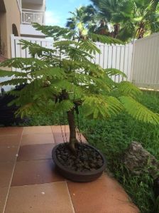 Gulmohar Bonsai Plant