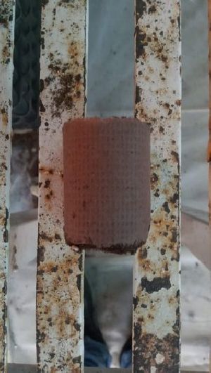 Cocopeat Seed Plugs