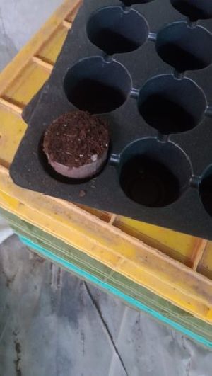 Cocopeat Seed Plugs