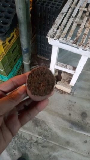 Cocopeat Seed Plugs