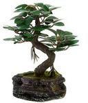 Decorative Bonsai Trees