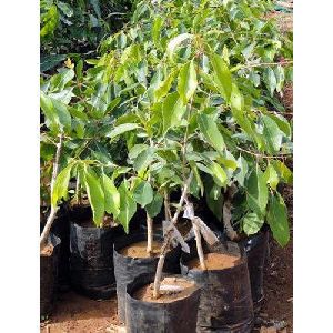 Black jamun plant