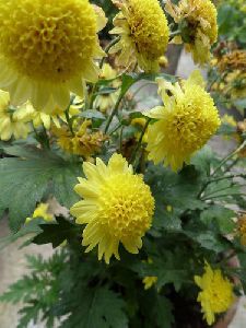 Chrysanthemum Yellow Plant
