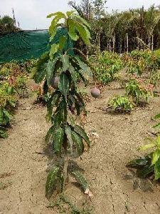 Palmar Mango Plant