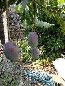 Purple Mango Plant