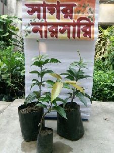 Thai All Time Mango Plant
