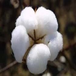 Raw Cotton Fiber