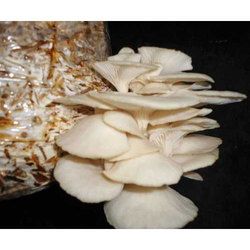 Oyster Mushroom