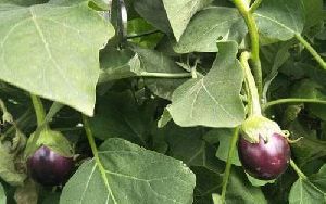 organic brinjal