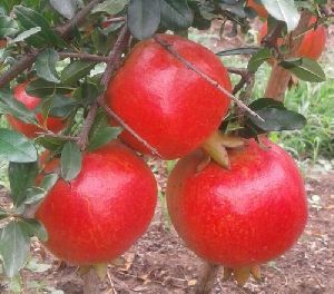 Organic Pomegranate