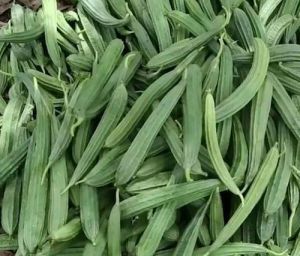 Organic Ridge Gourd