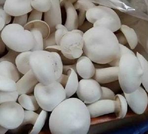 Fresh Milky Mushroom