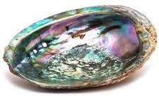 Abalone Shell