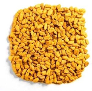 Fenugreek / Trigonella foenum-graecum / Vendhayam