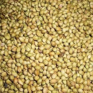 Coriander Seed