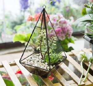 hanging terrarium