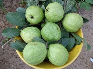 Thai 1kg G9 Guava Plant