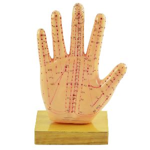 Acupuncture Hand Model