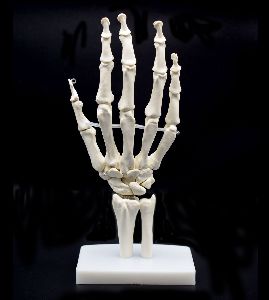 Human Hand Joint Model