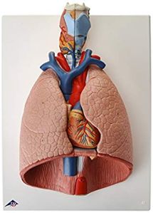 Human Lung Model