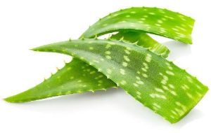 Aloe Vera Leaves