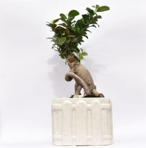 Bonsai plant with decorative Ceramic Pot