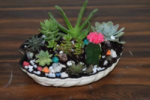 Ceramic Tray for Cactus and Succulent Plants