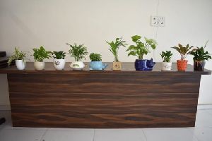 Indoor Air Purifier Natural Plants for Office & Home