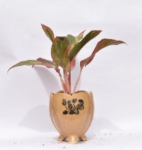 Indoor Ceramic Rubber Plant Pots