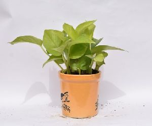 Money Plant with Decorative Ceramic Pot
