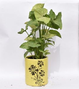 Syngonium Plant with Ceramic Decorative Pot
