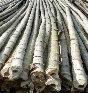 Assam Bijli Bamboo