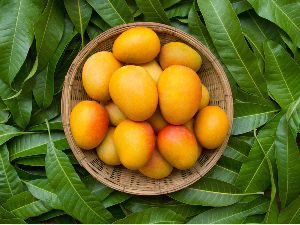 Pairi Mango
