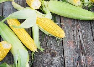 Fresh Corn