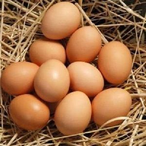 Kadaknath Hatching Eggs