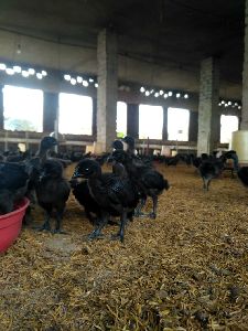 ORGANIC KADAKNATH ONE DAY OLD CHICKS