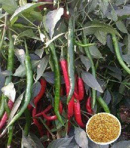 Asthra CB555 Hybrid Chilli Seeds