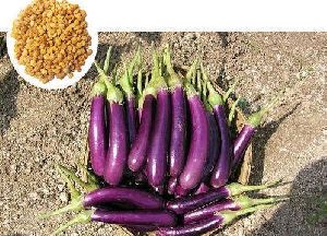 Durga CB12 Hybrid Brinjal Seeds