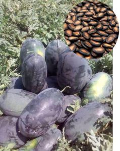 Hybrid Icebox Watermelon Seeds